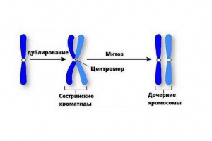 Edukacja chromosomów spółek zależnych w wyniku mitozy i meiozy Edukacja chromosomów spółek zależnych w wyniku mitozy i meiozy
